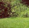 Cedrus deodara, habit