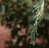 Cedrus deodara, leaves