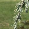 Cedrus deodara, leaves