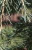 Cedrus deodara, leaves
