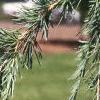 Cedrus deodara, leaves