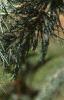 Cedrus deodara, leaves