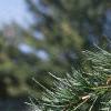 Cedrus deodara, leaves