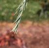 Cedrus deodara, leaves