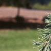 Cedrus deodara, leaves