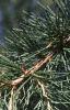 Cedrus deodara, leaves