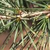 Cedrus deodara, leaves