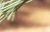 Cedrus deodara, leaves