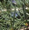 Cedrus deodara, leaves