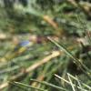 Cedrus deodara, leaves