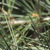 Cedrus deodara, leaves