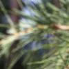 Cedrus deodara, leaves