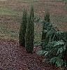 Cedrus deodara 'Aurea', habit