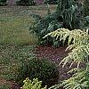 Cedrus deodara 'Aurea', habit