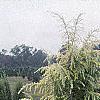 Cedrus deodara 'Aurea', habit