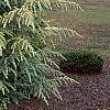 Cedrus deodara 'Aurea', habit