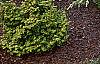 Cedrus deodara 'Aurea', habit