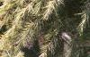 Cedrus deodara 'Silver Mist', habit