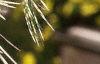 Cedrus deodara 'Silver Mist', leaves