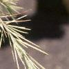 Cedrus deodara 'Silver Mist', leaves