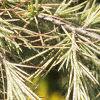 Cedrus deodara 'Silver Mist', leaves