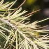 Cedrus deodara 'Silver Mist', leaves