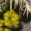 Cedrus deodara 'Silver Mist', leaves
