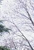 Cedrus libani, habit