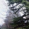 Cedrus libani, habit