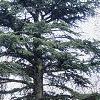 Cedrus libani, habit