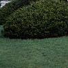 Cedrus libani, habit