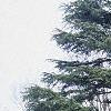 Cedrus libani, habit