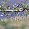 Cedrus libani, leaves