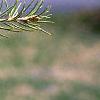 Cedrus libani, leaves