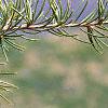 Cedrus libani, leaves