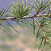 Cedrus libani, leaves