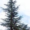 Cedrus libani, habit
