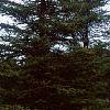 Cedrus libani, habit