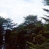 Cedrus libani, habit