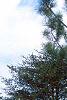 Cedrus libani, habit