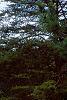 Cedrus libani, habit