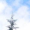 Cedrus libani, habit