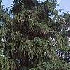 Larix decidua, habit