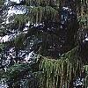 Larix decidua, habit