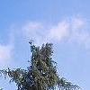 Larix decidua, habit