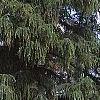 Larix decidua, habit