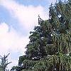 Larix decidua, habit