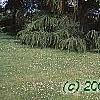 Larix decidua, habit
