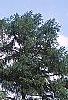 Larix decidua, habit