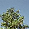 Larix decidua, habit